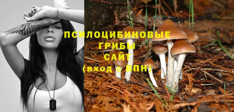 кракен вход  Нерчинск  Галлюциногенные грибы Psilocybe 